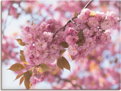 Produktbild von UtArt: Japanische Kirschblüte in Love, Produkt:Leinwand, Größe:60x80 cm / Leinwand