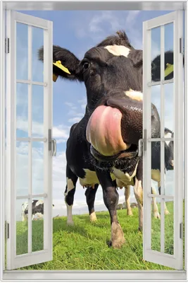 Produktbild von Wallario Wandbild mit Fenster-Illusion: Lustige Kuh auf der Weide mit herausgestreckter Zunge, Größe: 61 x 91,5 cm, Poster mit weißem Aluminiumrahmen