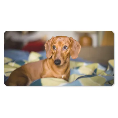 Produktbild von MuchoWow® Schreibtischunterlage Dackel liegend auf einem Bett 80x40 cm - XXL Mauspad - Gaming Mauspad