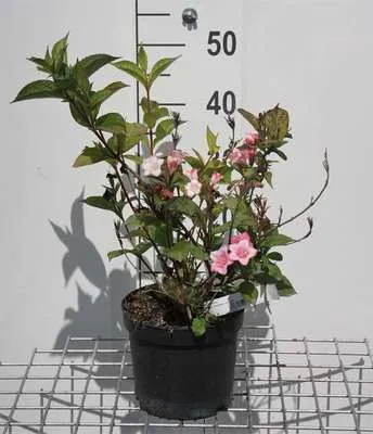 Produktbild von Weigela hybr. 'Carnaval'® ( 'courtalor'®) - Weigelie 50- 60 cm - Container