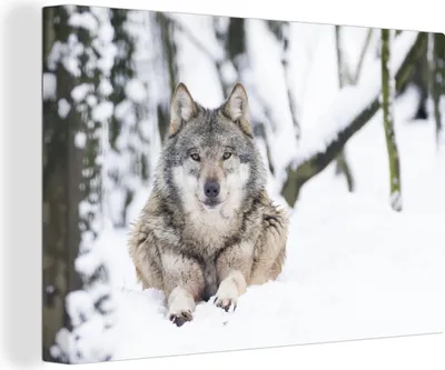 Produktbild von OneMillionCanvasses® - Leinwandbilder - 140x90 cm, Wolf - Schnee - Baum, Wandbilder Kunstdruck Wanddekoration