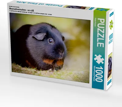 Produktbild von Calvendo Puzzle Meerschweinchen - so süß 1000 Teile Lege-Größe 64 x 48 cm Foto-Puzzle Bild von Peter Roder, 1000 Stück(e), andere, 14 Jahr(e)