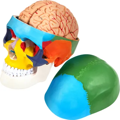 Image de VEVOR Modèle de crâne et de cerveau en PVC - Anatomie humaine - Crâne et cerveau - 15 x 15 x 20 cm - Modèle de cerveau en 8 parties - Réplique à l'échelle 1:1 du crâne humain - Convient aux étudiants en médecine, aux médecins, aux enseignants et aux chercheurs