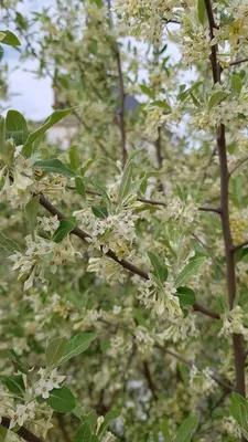 Image de Elaeagnus umbellata / Chalef d'automne