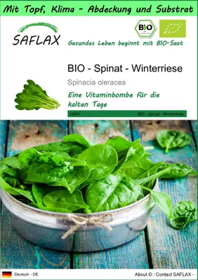 Produktbild von SAFLAX Garden to go - BIO - Spinat - Winterriese - Spinacia oleracea - 250 Samen - Mit Topf, Klima - Deckel und Anzuchtsubstrat