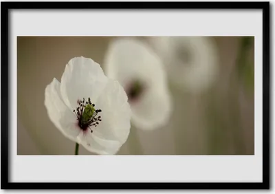 Produktbild von Bild 100x70 MDF-Rahmen Wandkunst Natur Blume Pflanze