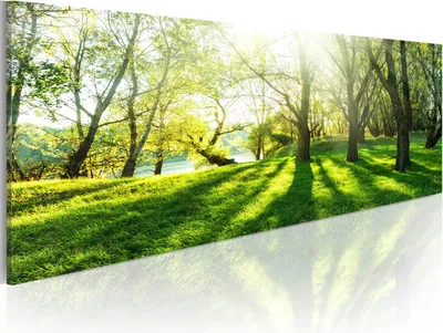 Image de Tableau mural moderne c-B-0053-b-a (120x40)  1 pièce Tableaux Photographie sur toile intissé Décoration murale Impression artistique ARBRES NATURE PAYSAGE SOLEIL FORÊT