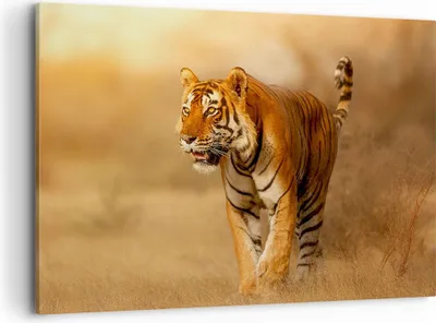 Produktbild von Bild auf Leinwand - Leinwandbild - tiger tier - 100x70cm - Wand Bild - Wanddeko - Wandbilder - Leinwanddruck - Bilder - Kunstdruck - Wanddekoration - Leinwand bilder - Wandkunst - AA100x70-3946