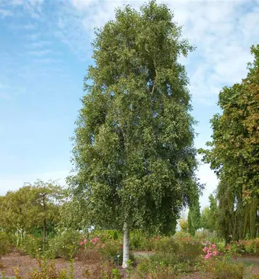 Produktbild von Hänge-Birke ´FASTIGIATA´ 160-170 cm, Cont. 3 l