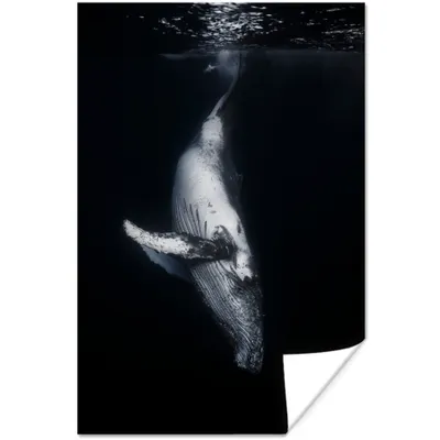 Produktbild von MuchoWow® Poster Wale - Meerestiere - Meer - Natur 120x180 cm - Kunstposter