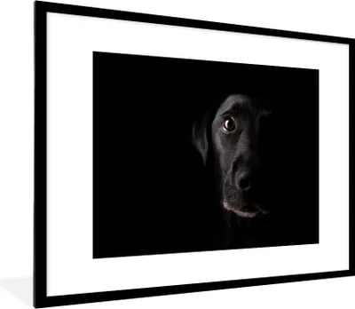 Produktbild von MuchoWow® Gerahmtes Poster Ein schwarzer Labrador Retriever auf schwarzem Hintergrund 80x60 cm - Poster mit Schwarzem Bilderrahmen Wandposter Rahmen Foto Bilder - Schlafzimmer-Dekorationen - Fotoposter