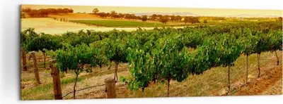 Produktbild von Bild auf Leinwand - Leinwandbild - Landschaft Weinberg Sonnenuntergang - 160x50cm - Wand Bild - Wanddeko - Leinwanddruck - Bilder - Kunstdruck - Leinwand bilder - Wandkunst - AB160x50-0116