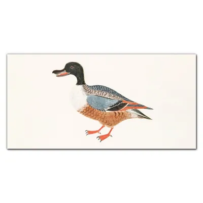 Produktbild von Coloray Küchenrückwand 100x50 Spritzschutz aus Glas - Tierentenfedern