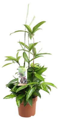 Produktbild von Dracaena surculosa - 45-55cm - Ø17cm - Zimmerpflanze - Immergrün