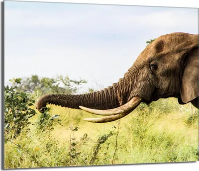 Produktbild von Glasschutzplatte für den Herd 60x52 Elefant