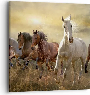 Produktbild von Bild auf Leinwand - Leinwandbild - Pferd Tier Natur - 40x40cm - Wand Bild - Wanddeko - Wandbilder - Leinwanddruck - Bilder - Kunstdruck - Wanddekoration - Leinwand bilder - Wandkunst - AC40x40-3640