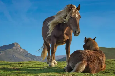 Produktbild von Pferde Kunstdruck Bild - Pottok Ponies In Den Baskischen Bergen (120 x 180 cm)