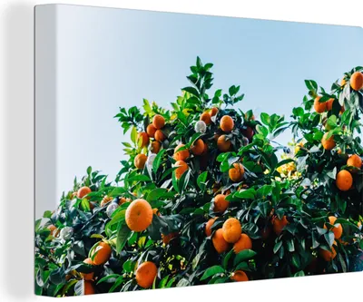 Produktbild von OneMillionCanvasses® - Leinwandbilder - 150x100 cm, Obst - Orange - Baum, Wandbilder Kunstdruck Wanddekoration