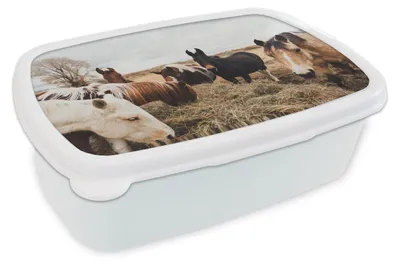 Produktbild von KitchenYeah® Lunchbox Brotzeit Brotdose 17x11 cm Tiere - Pferd Kinder Brotzeitdose - Lunch Box - Kinder - Sandwich-Box - Schulbox - Lunch Boxen