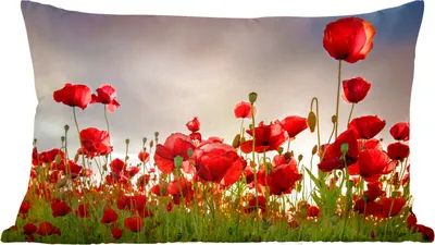 Produktbild von MuchoWow® Zierkissen Sofakissen Wohnzimmer Dekokissen 60x40 cm Bunter Himmel über einem Mohnblumenfeld in Dänemark - Kopfkissen - Polster mit Foto