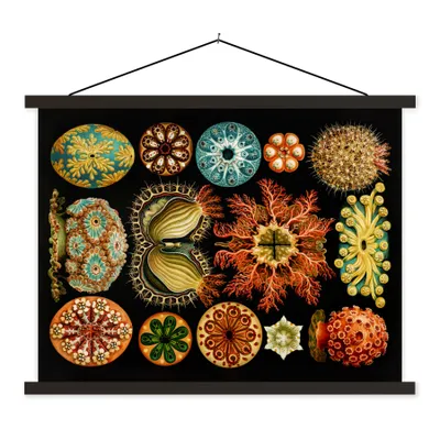 Produktbild von MuchoWow® Textilposter Vintage - Ernst Haeckel - Meerestier - Natur - Meer - Kunst 150x113 cm mit schwarzem Rahmen - Wohnzimmer