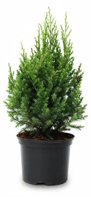 Produktbild von Chinesischer Wacholder Stricta 30-40 cm, im Topf - Juniperus chinensis
