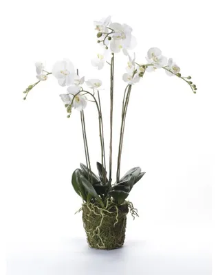 Produktbild von künstliche Phalaenopsis, Orchideen Pflanze mit Moos Wurzeln weiß 90cm Emerald