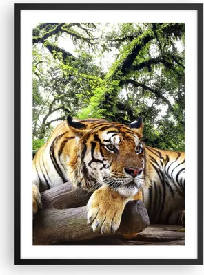 Produktbild von Gerahmtes Poster - Schwarzer Rahmen - Tiger Dschungel Ruhe - 50x70 cm - Wand Bild - Wanddeko - Wandbilder - Kunstposter - Wandposter - Bilderrahmen - Bilder - Kunstdruck - Wandbild - P2BPA50x70-4166