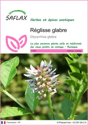 Image de SAFLAX - Réglisse glabre - 30 graines - Glycyrrhiza