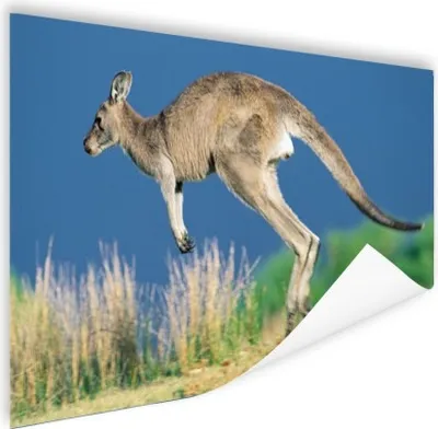 Produktbild von MuchoWow® Poster Känguru - Tier - Natur 60x40 cm - Schlafzimmerdekoration