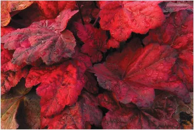Produktbild von Stauden Gänge 1 x Heuchera Hybride 'Autumn Leaves' im 1 Liter Topf - Purpurglöckchen - Farbexplosion für Ihren Garten - absoluter Hingucker