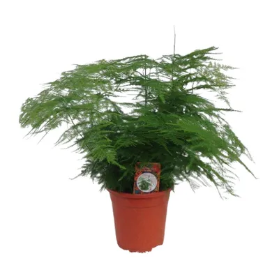 Produktbild von Asparagus Setaceus
