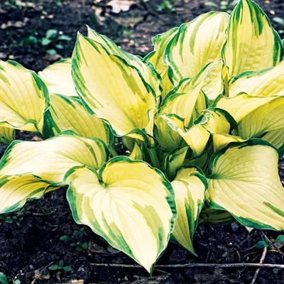 Immagine prodotto di Hosta Funkia da giardino Albopicta 1 pz. Piantina Piantine di Hosta Funkie