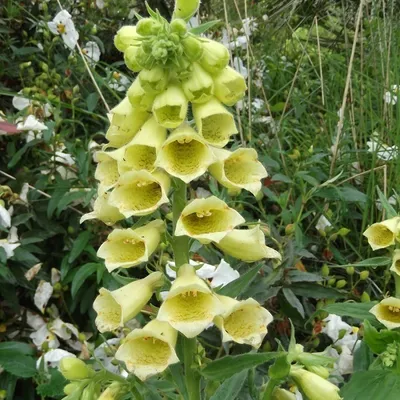 Produktbild von 6 x Großblütiger Fingerhut - Digitalis grandiflora | Topf 9cm x 9cm