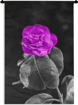 Produktbild von MuchoWow® Wandteppich Wandbehang Blumen - Rose - Lila - Schwarz - Weiß 120x180 cm Tapisserie Dekoration Wandtuch - Schlafzimmer - Dekorationen für das Haus