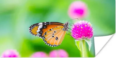 Produktbild von MuchoWow® Poster Landleben - Schmetterling - Distel - Blume 160x80 cm - Foto Poster
