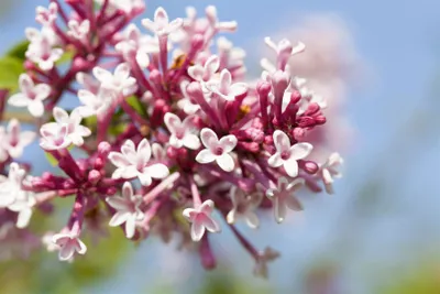 Produktbild von Syringa microphylla 'Superba', Zwergflieder, rosa, 40–60 cm
