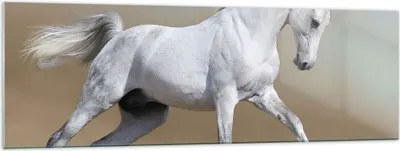 Produktbild von Bilder auf glas - Pferd weiß Tier - 160x50cm - Glasbilder - Wandbilder - Kunstdruck - zum Aufhängen bereit - Wanddekoration aus Glas - Glas Bilder - Wandbild auf Glas - Einteilig - GAB160x50-0167