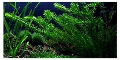 Produktbild von Egeria densa Lebende Aquariumpflanze, 3 Bund