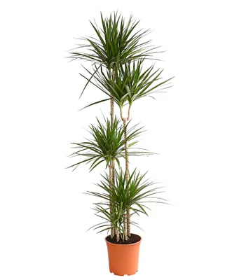 Produktbild von Dehner Drachenbaum, mehrtriebig mit rötlicher Umrandung, ca. 190-200 cm, Ø Topf 27 cm, Zimmerpflanze