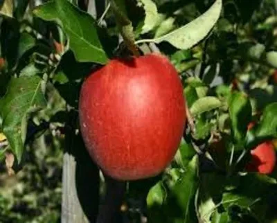 Produktbild von Malus domestica 'Jonagold' Apfelbaum, 3 Liter Topf
