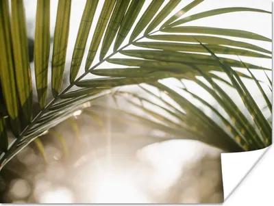 Produktbild von MuchoWow® Poster Palme - Palmenblatt - Sonne - Sommer 120x90 cm - Wandbild