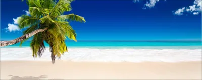 Produktbild von Wallario Poster - Südseestrand in der Karibik mit Palme, Kunstdruck Größe: 80 x 200 cm