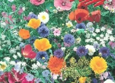 Produktbild von Wiesenblumen und Kräuter Mischung, 1kg für 1000m², Nützlingswiese