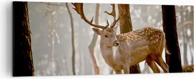 Produktbild von Bild auf Leinwand - Leinwandbild - Kitz Hirsch Tier wild - 140x50cm - Wand Bild - Wanddeko - Leinwanddruck - Bilder - Kunstdruck - Wanddekoration - Leinwand bilder - Wandkunst - AB140x50-2400