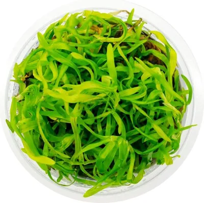 Zdjęcie produktu dla Eco Plant - roślina Invitro kubek mini - heteranthera zosterifolia Eco Plant