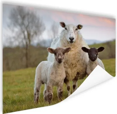 Produktbild von MuchoWow® Poster Schafe - Natur - Schwarz - Weiß 120x90 cm - Wandbild
