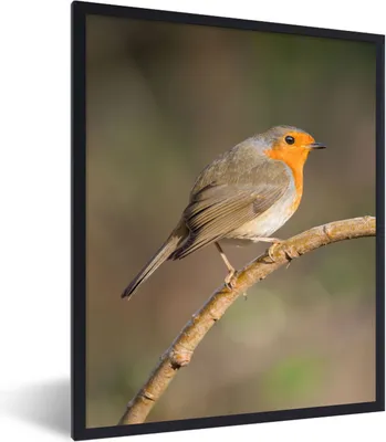Produktbild von MuchoWow® Gerahmtes Poster Rotkehlchen - Vogel - Natur 60x80 cm - Poster mit Schwarzem Bilderrahmen Wandposter Rahmen Foto Bilder - Premium - Wanddeko Wohnzimmer