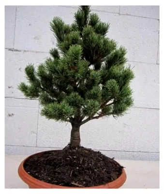 Produktbild von Pinus parviflora Hagoromo - Zwerg-Mädchenkiefer - 20-25 cm