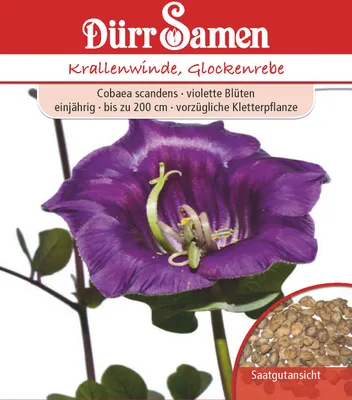 Produktbild von Glockenrebe | Glockenrebensamen von Dürr Samen